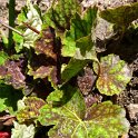 Heuchera x 'Beauty Color'